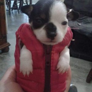 Chaleco para cachorros_0