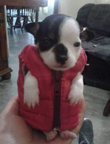 Chaleco para cachorros_0