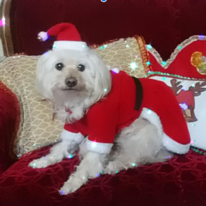 Vestido Navideño de Santa para Perro_0