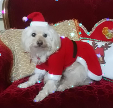 Vestido Navideño de Santa para Perro_0