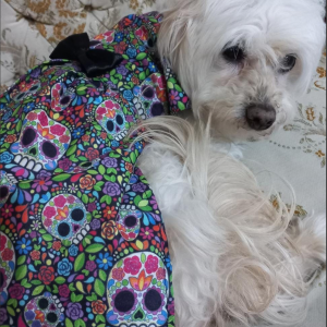 Vestido para Perro Día de Muertos_0