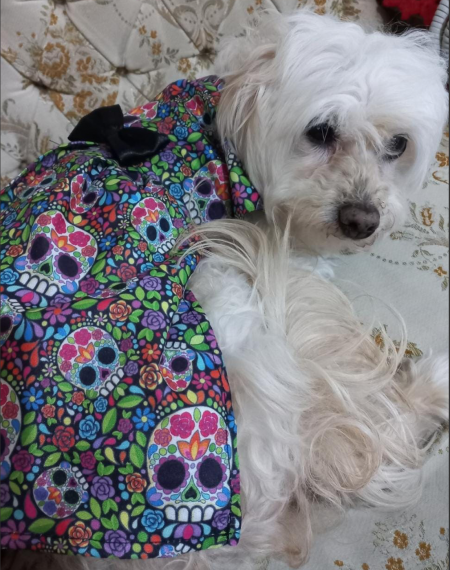 Vestido para Perro Día de Muertos_0
